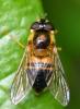 Epistrophe eligans